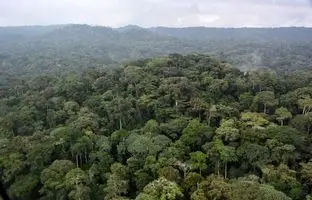  بزرگترین «جنگل» جهان کجاست؟ 