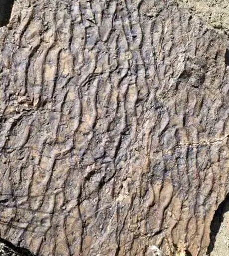 کشف رد پای دیگری از دایناسورها در زرند
