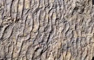 کشف رد پای دیگری از دایناسورها در زرند
