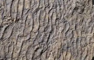 کشف رد پای دیگری از دایناسورها در زرند
