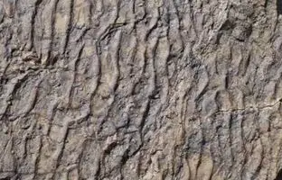 کشف رد پای دیگری از دایناسورها در زرند
