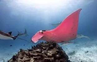  تنها سفره ماهی صورتی دنیا؛ زیبای نایاب اقیانوس 