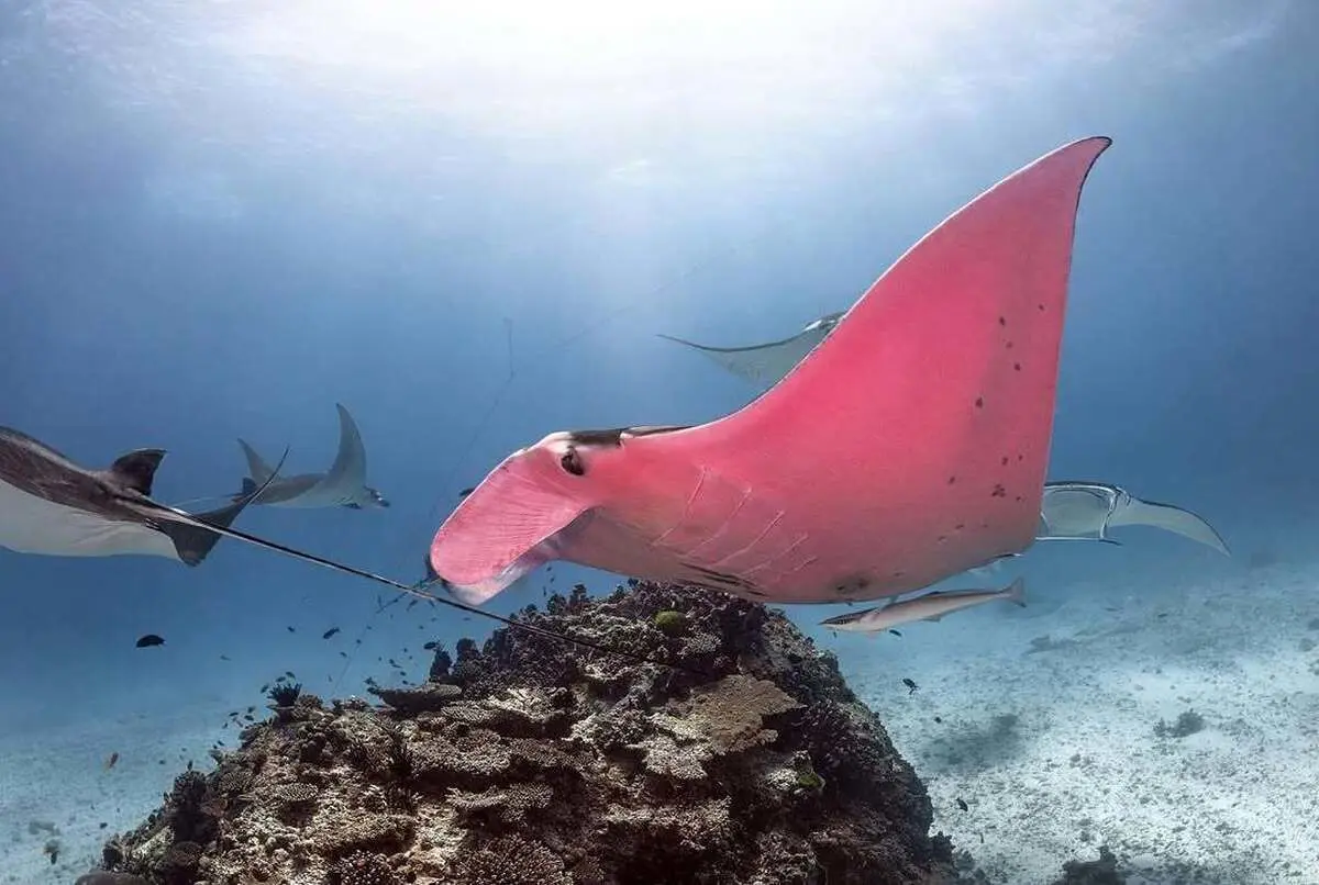  تنها سفره ماهی صورتی دنیا؛ زیبای نایاب اقیانوس 