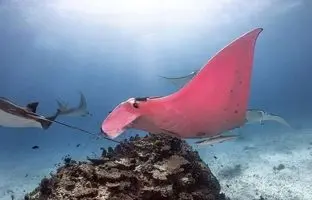  تنها سفره ماهی صورتی دنیا؛ زیبای نایاب اقیانوس 