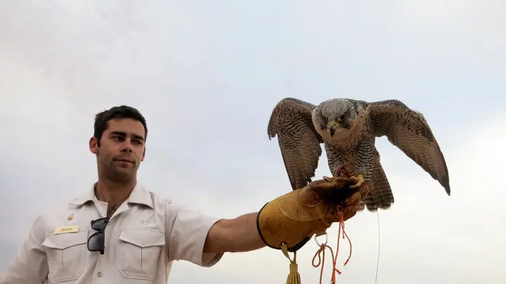 ولخرجی عجیب شاهزاده سعودی؛ پرواز ۸۰ شاهین در یک پرواز تجاری!