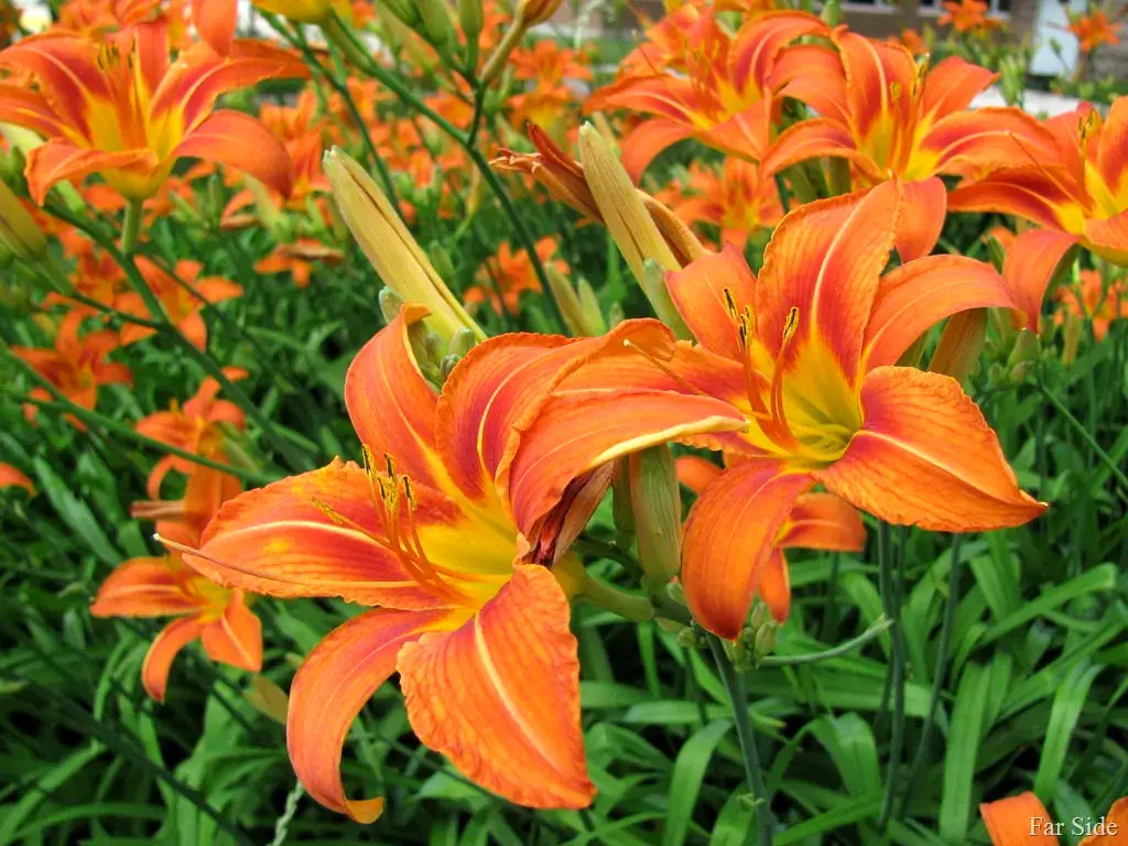  راهنمای کاشت و مراقبت از گل زنبق رشتی