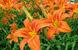  راهنمای کاشت و مراقبت از گل زنبق رشتی