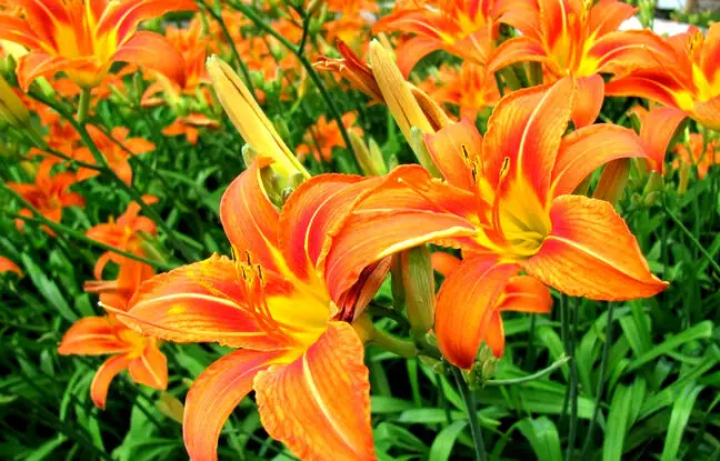  راهنمای کاشت و مراقبت از گل زنبق رشتی