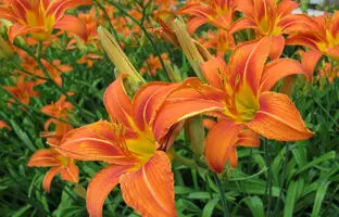  راهنمای کاشت و مراقبت از گل زنبق رشتی