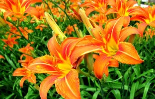  راهنمای کاشت و مراقبت از گل زنبق رشتی