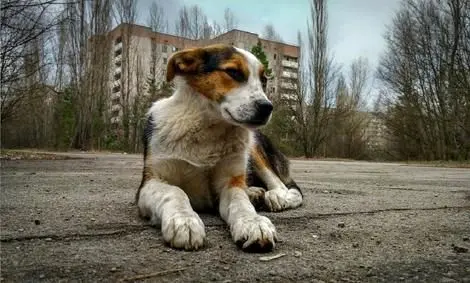 چرا دانشمندان به مطالعۀ «سگ‌های چرنوبیل» علاقه‌مند شده‌اند؟