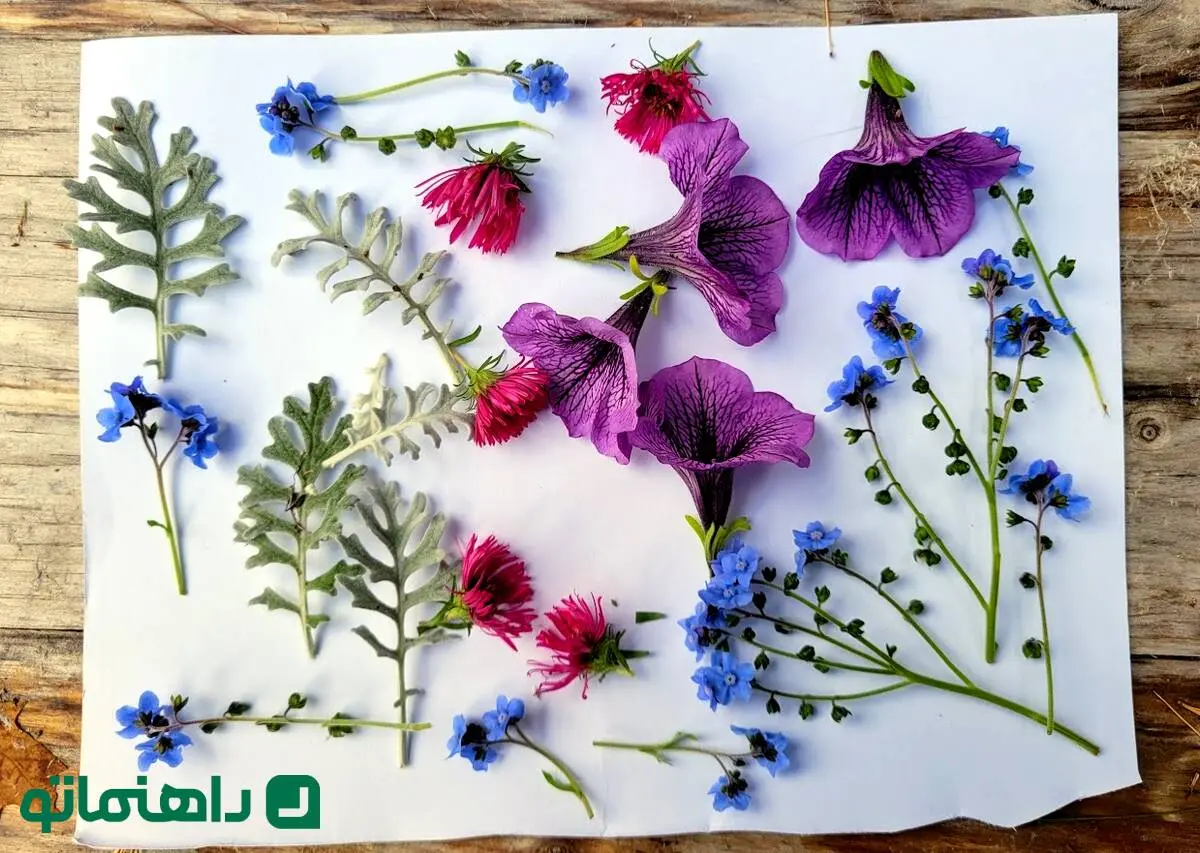 4 روش اصولی برای خشک کردن گل‌های طبیعی