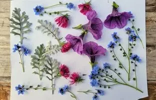4 روش اصولی برای خشک کردن گل‌های طبیعی