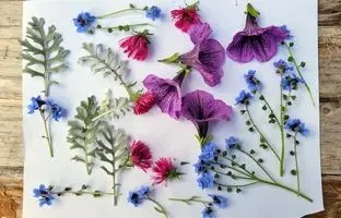 4 روش اصولی برای خشک کردن گل‌های طبیعی