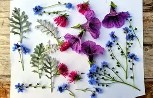 4 روش اصولی برای خشک کردن گل‌های طبیعی