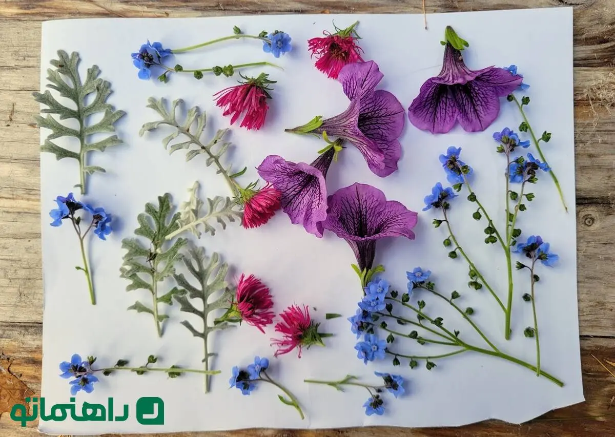 4 روش اصولی برای خشک کردن گل‌های طبیعی