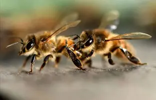 هجوم زنبورها پرواز هواپیما را به تأخیر انداخت + ویدئو