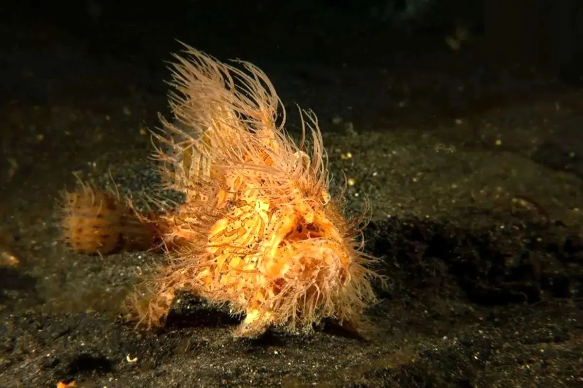  ماهی متفاوتی که در دریا «راه می‌رود» 