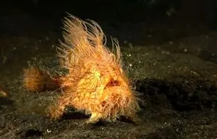  ماهی متفاوتی که در دریا «راه می‌رود» 