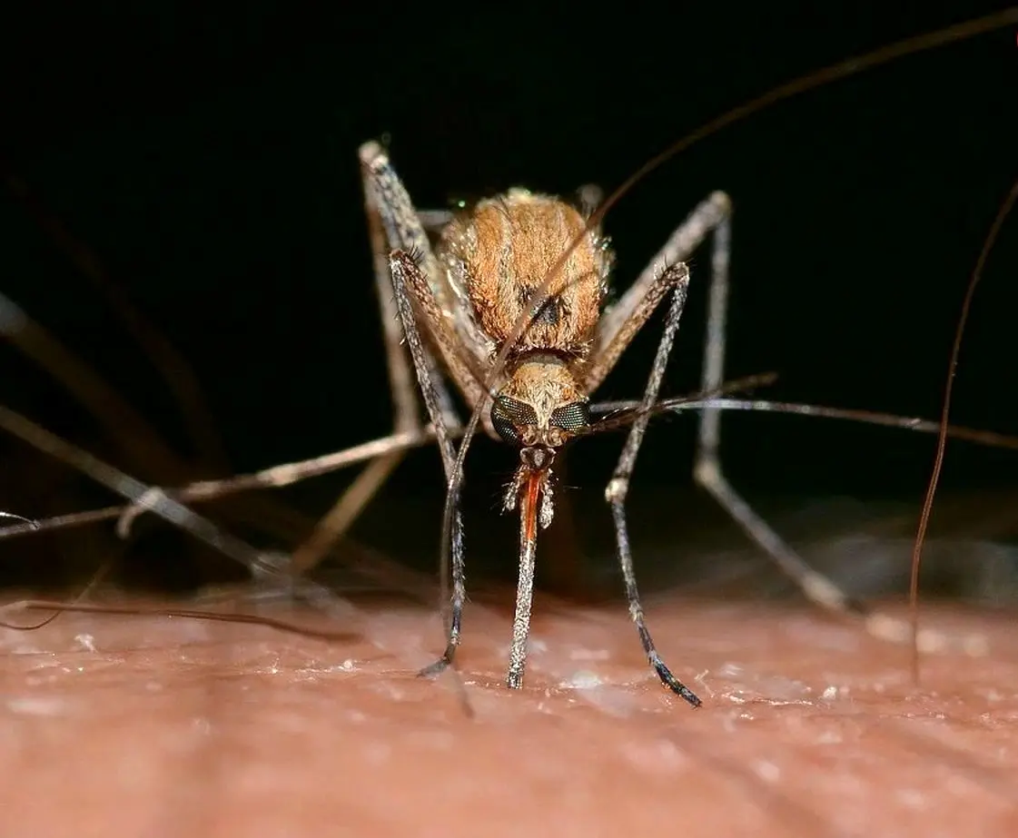 نخستین موارد ابتلا به «ویروس تنبل» در اروپا؛ یک بیماری «پشه‌ای» جدید