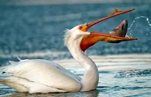 پلیکان های شکمو و ماهی های کپور 1 متری/ فرصتی طلایی در دریاچه مارش + ویدئو