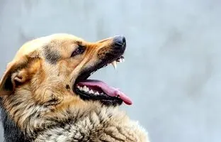 هشدار؛ فقط سگ ناقل بیماری هاری نیست
