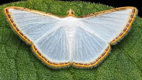 آفرینش خیره کننده بال های یک شب پره + عکس