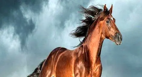 (عکس) اسب اندلسی؛ اسب مشهوری که شاخ دارد و در فیلم‌های «گلادیاتور» و «ارباب حلقه‌ها» بازی کرد