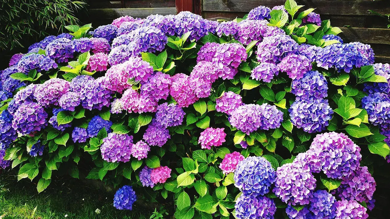 روش کاشت، پرورش و نگهداری از گل ادریسی