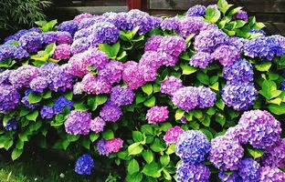 روش کاشت، پرورش و نگهداری از گل ادریسی