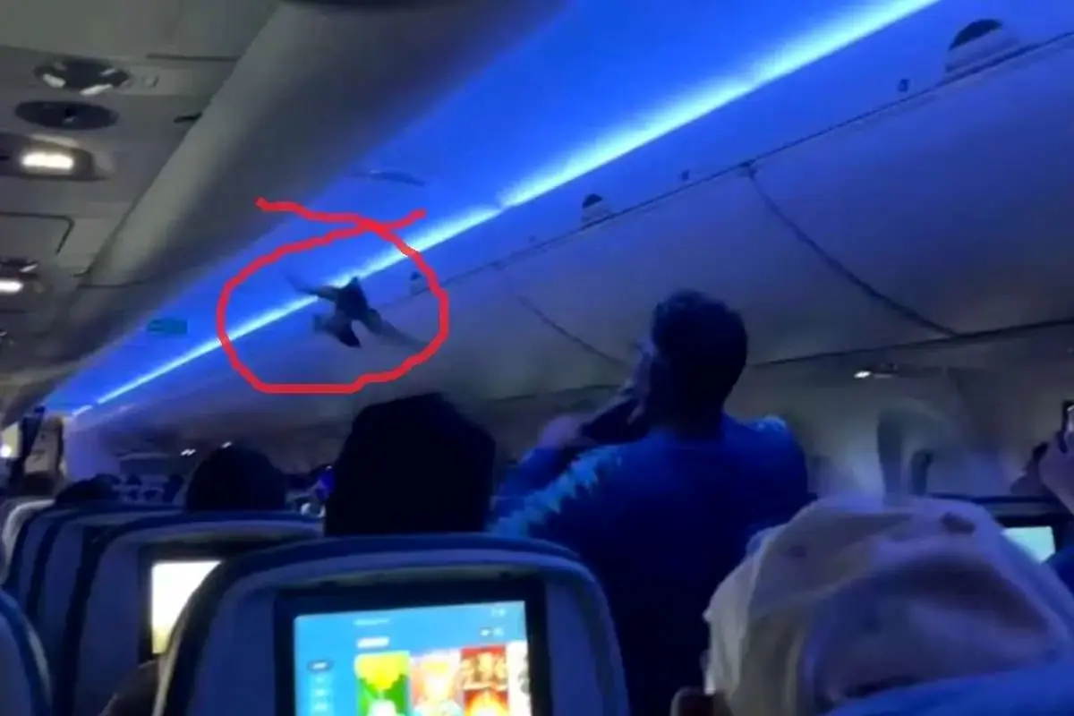 دو کبوتر پرواز هواپیما را به تاخیر انداختند! + ویدئو