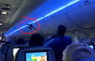 دو کبوتر پرواز هواپیما را به تاخیر انداختند! + ویدئو