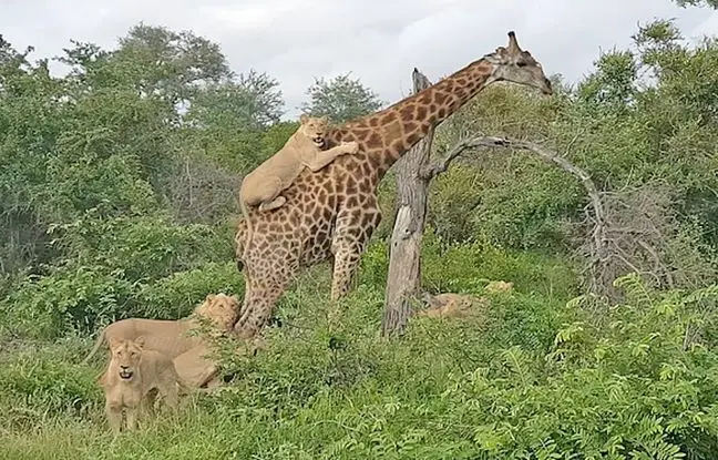 لحظات تلخ و نفس‌گیر شکار زرافه توسط گله شیرها +ویدئو