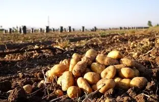کامیون‌ها برای جبران کمبود سیب زمینی به صف شدند + ویدئو