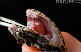 یک مار افعی با سه نیش / تهدیدی غیرمعمول و کشنده