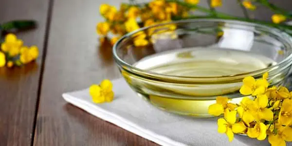 خواص روغن گل مغربی چیست؟ بررسی ۴ خاصیت باورنکردنی آن
