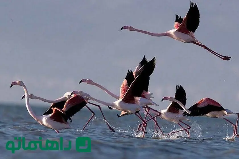 تالاب‌های بکر گلستان؛ بهشتی برای طبیعت‌گردان در ماه آخر تابستان