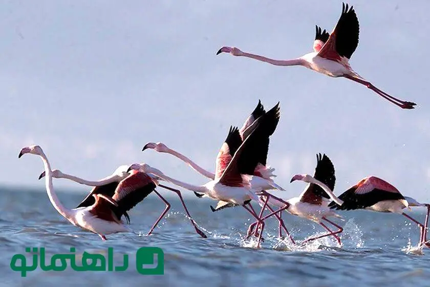 تالاب‌های بکر گلستان؛ بهشتی برای طبیعت‌گردان در ماه آخر تابستان