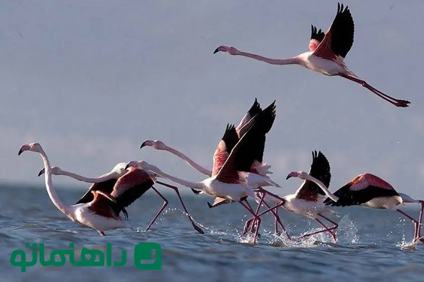 تالاب‌های بکر گلستان؛ بهشتی برای طبیعت‌گردان در ماه آخر تابستان