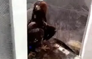 حمله عقاب به دانش‌آموز روستایی در دهگلان + ویدئو