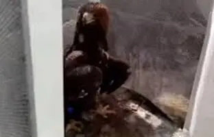 حمله عقاب به دانش‌آموز روستایی در دهگلان + ویدئو