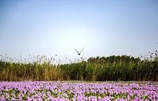 تصاویر تالاب آغوزبن بابل که در تسخیر شیطان‌ است! 