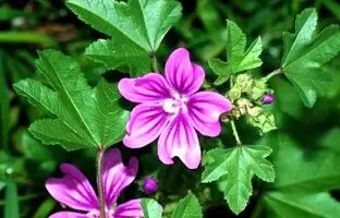خواص شگفت انگیز گیاه پنیرک برای بدن!