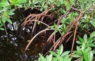 کالیر - کَندا؛ گیاهی مشهور به فریب معده که با «ارواح جنگل» ارتباط دارد و دو برگ آن دو هفته آدم را سیر می‌کند!