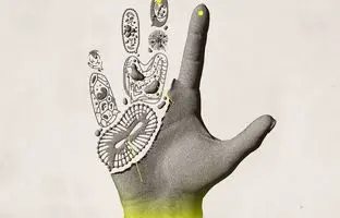 این اندام‌های بدن شما دوباره رشد می‌کنند!