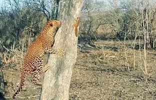 جدال نفس گیر پلنگ و سنجاب شجاع +ویدئو