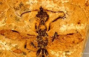 مورچه جهنمی ۱۱۳ میلیون ساله را ببینید 