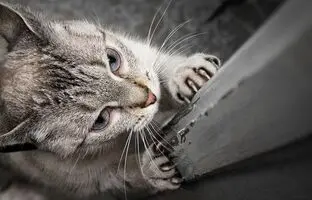 چرا گربه‌ها چنگ می‌زنند؟