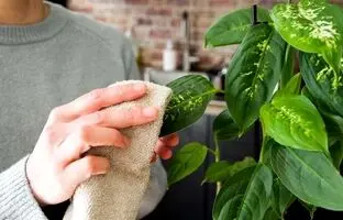 به این ۲ دلیل باید گیاهان‌تان را گردگیری کنید!
