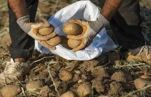 
آرامش به بازار سیب زمینی باز می‌گردد
